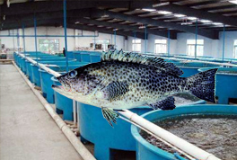 恒溫水產(chǎn)養(yǎng)殖的五個(gè)辦法，宏星熱泵有效解決水溫控制問題